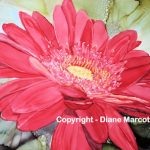 diane-marcotte-red-gerbana-daisy-3-2